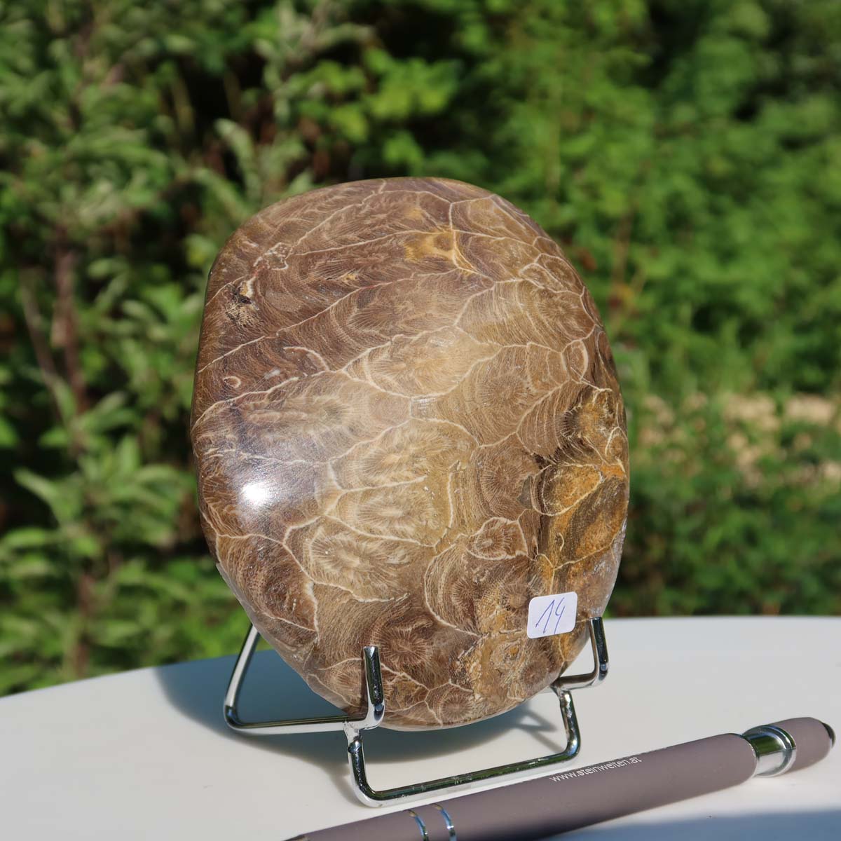 Polished Petoskey stone fossil coral on display stand with pen for size reference in nature backdrop