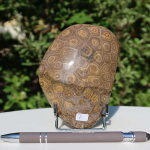 Polished Petoskey Stone - 12x9x4 cm, unique coral fossil No. 7 from Morocco on display.