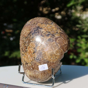 Petoskey Stone, polished fossil coral, unique piece 16, 10x7x3 cm, on display stand with garden background.