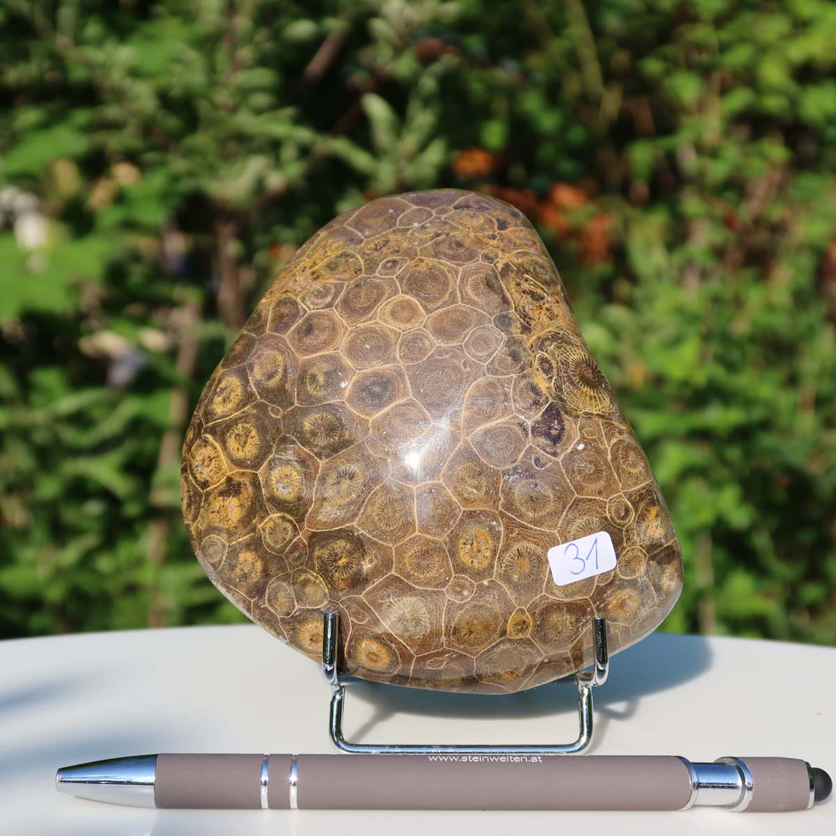 Polished Petoskey Stone coral piece on stand, 11x10x3 cm, labeled 31, with background greenery and pen for size reference.