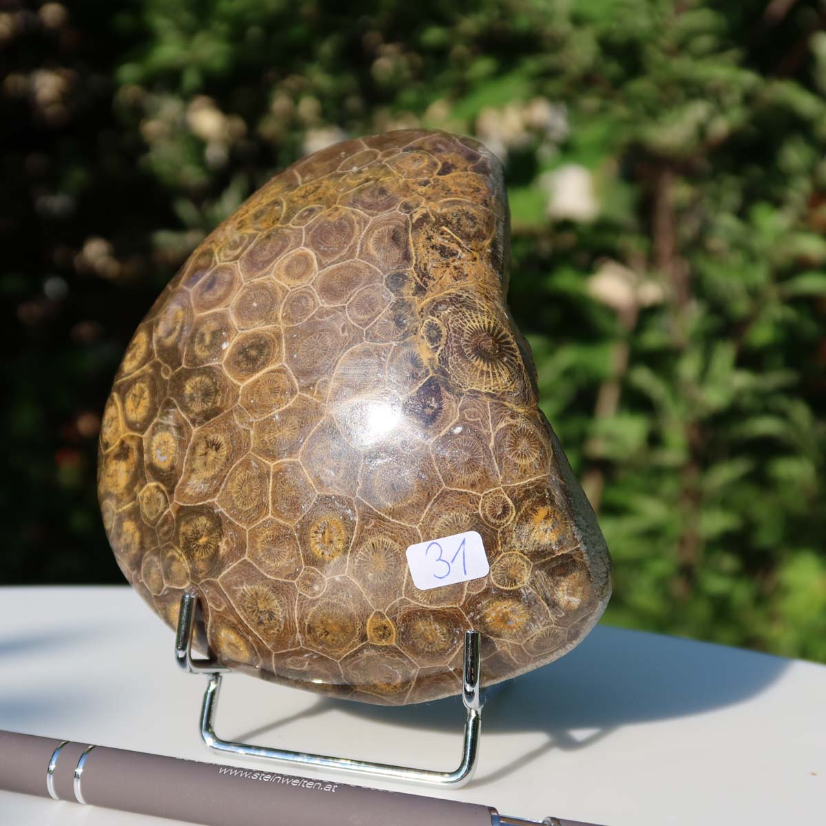 Polished Petoskey Stone coral piece on stand, 11x10x3 cm, labeled 31, with background greenery and pen for size reference.
