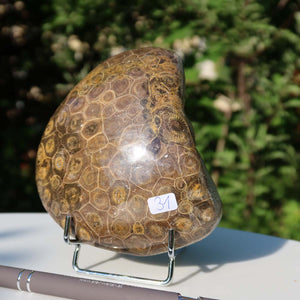 Polished Petoskey Stone fossil coral, 11x10x3 cm, unique piece No. 31, displayed on a stand outdoors.