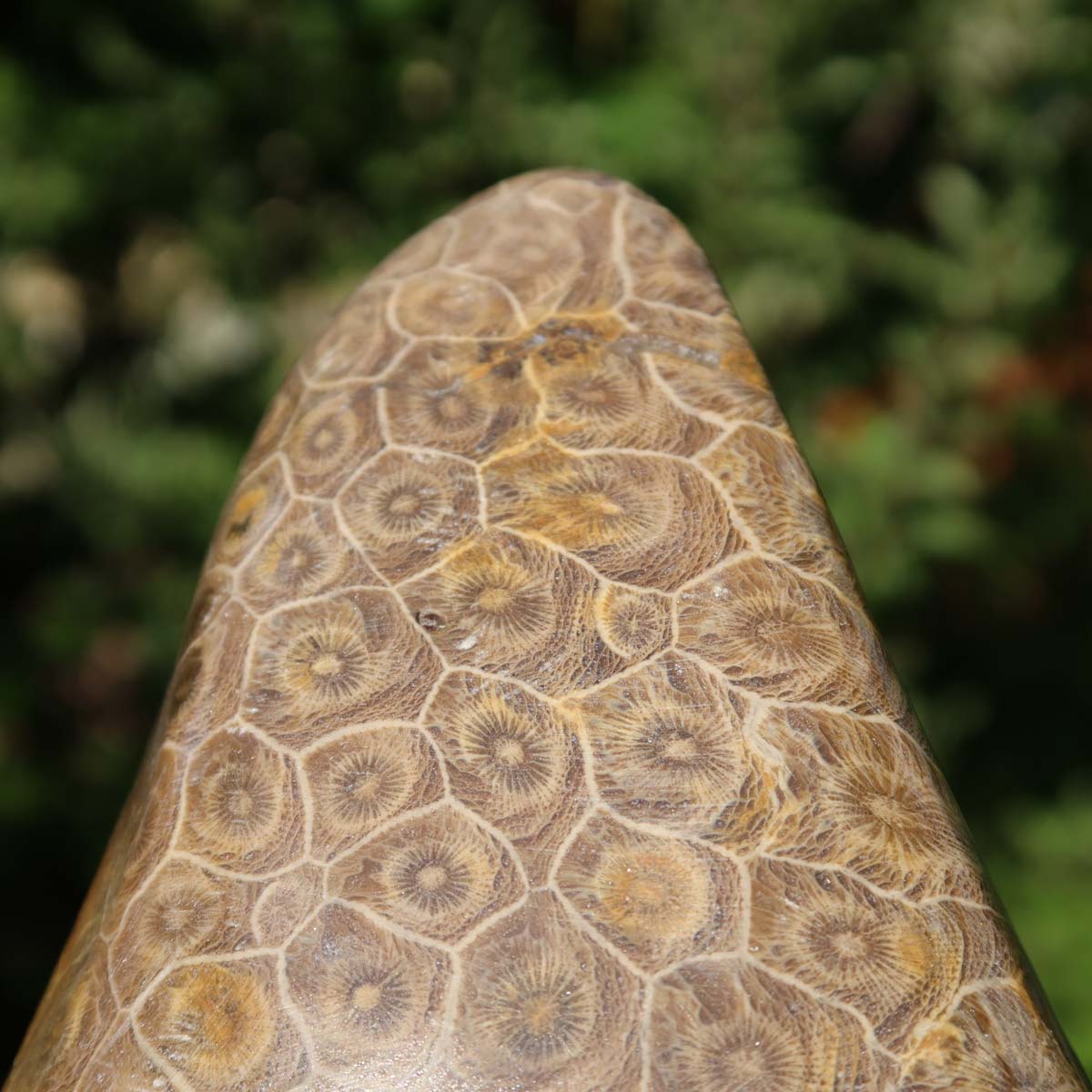 Petoskey Stone fossil coral, one-sided polished, unique piece No. 32, displayed with a pen for size comparison.