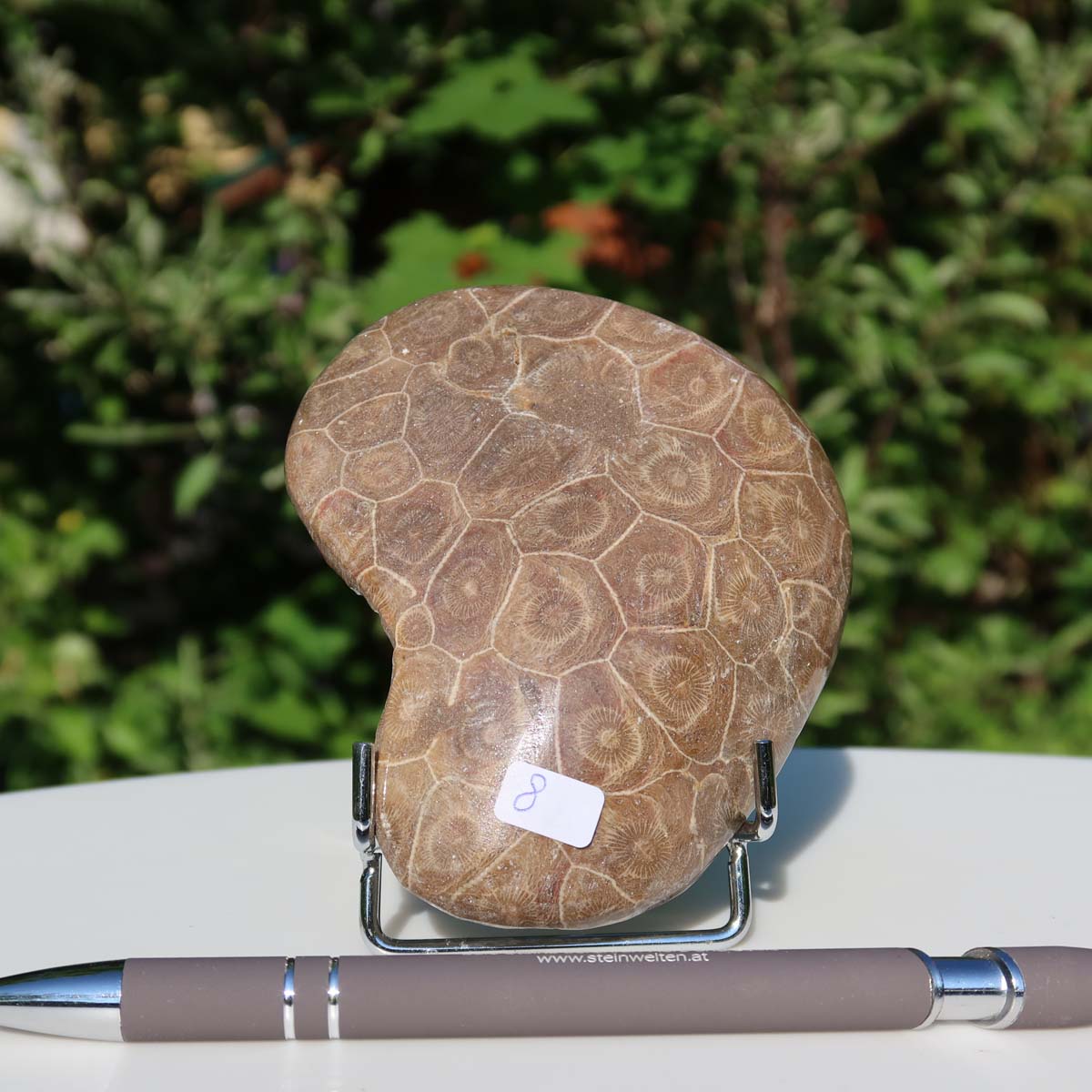 Petoskey Stone, semi-polished fossilized coral with unique pattern, 10x8x2 cm, displayed outdoors with pen for scale.
