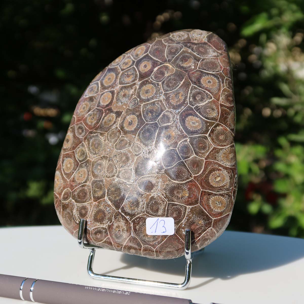 Polished Petoskey Stone with fossilized coral pattern, measuring 12x10x3 cm, labeled as unique piece number 13, displayed outdoors.