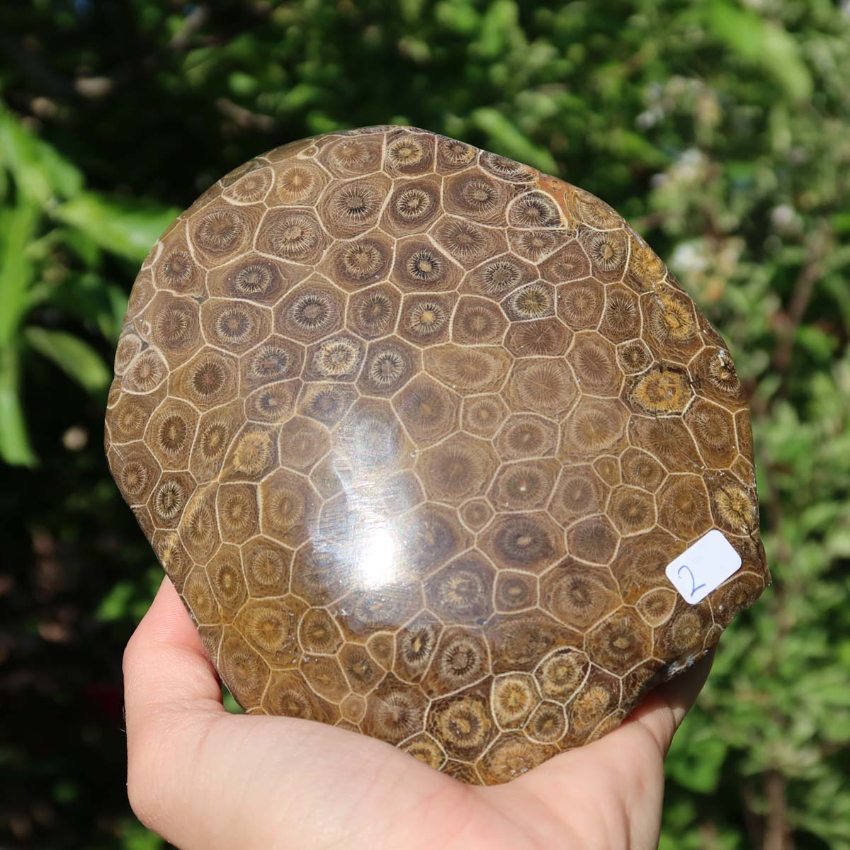 Hand holding a Petoskey Stone, polished on one side, unique coral pattern, outdoors, labeled as UNIKAT Nr. 2.