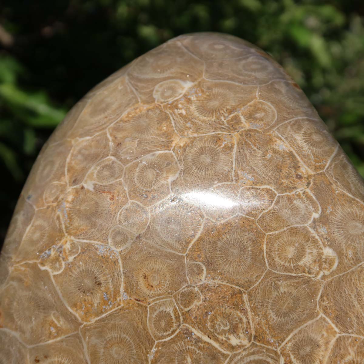 Polished Petoskey Stone showcasing unique fossilized coral patterns, 15x12x5 cm, one-of-a-kind piece from Morocco.