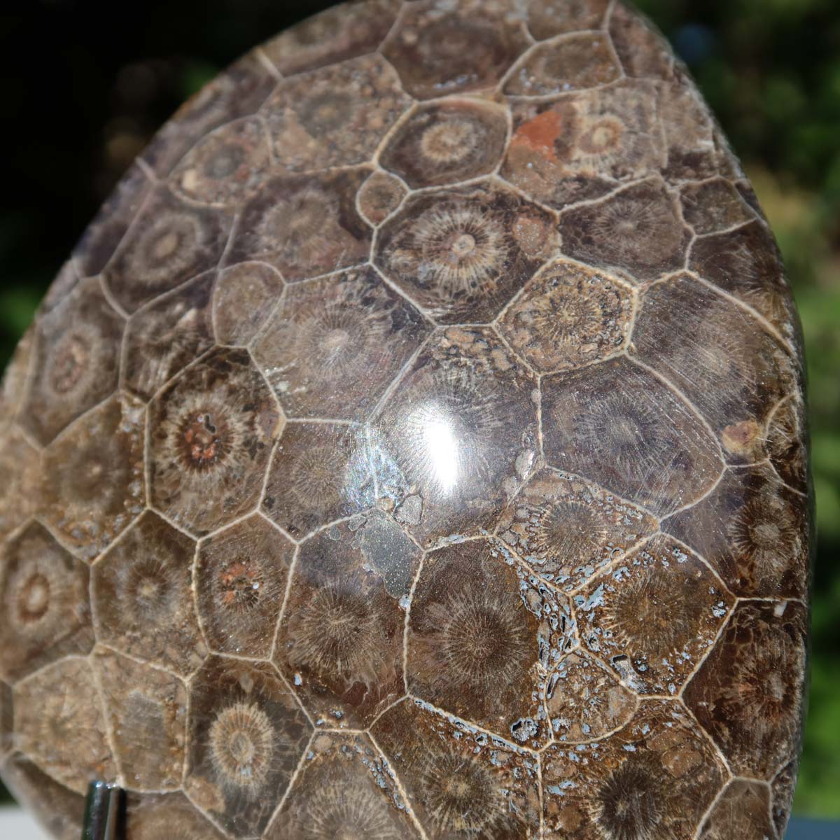 Petoskey Stone - Versteinerte Koralle, einseitig poliert, 11x9x3 cm, UNIKAT Nr. 3, präsentiert auf einem Ständer im Freien.