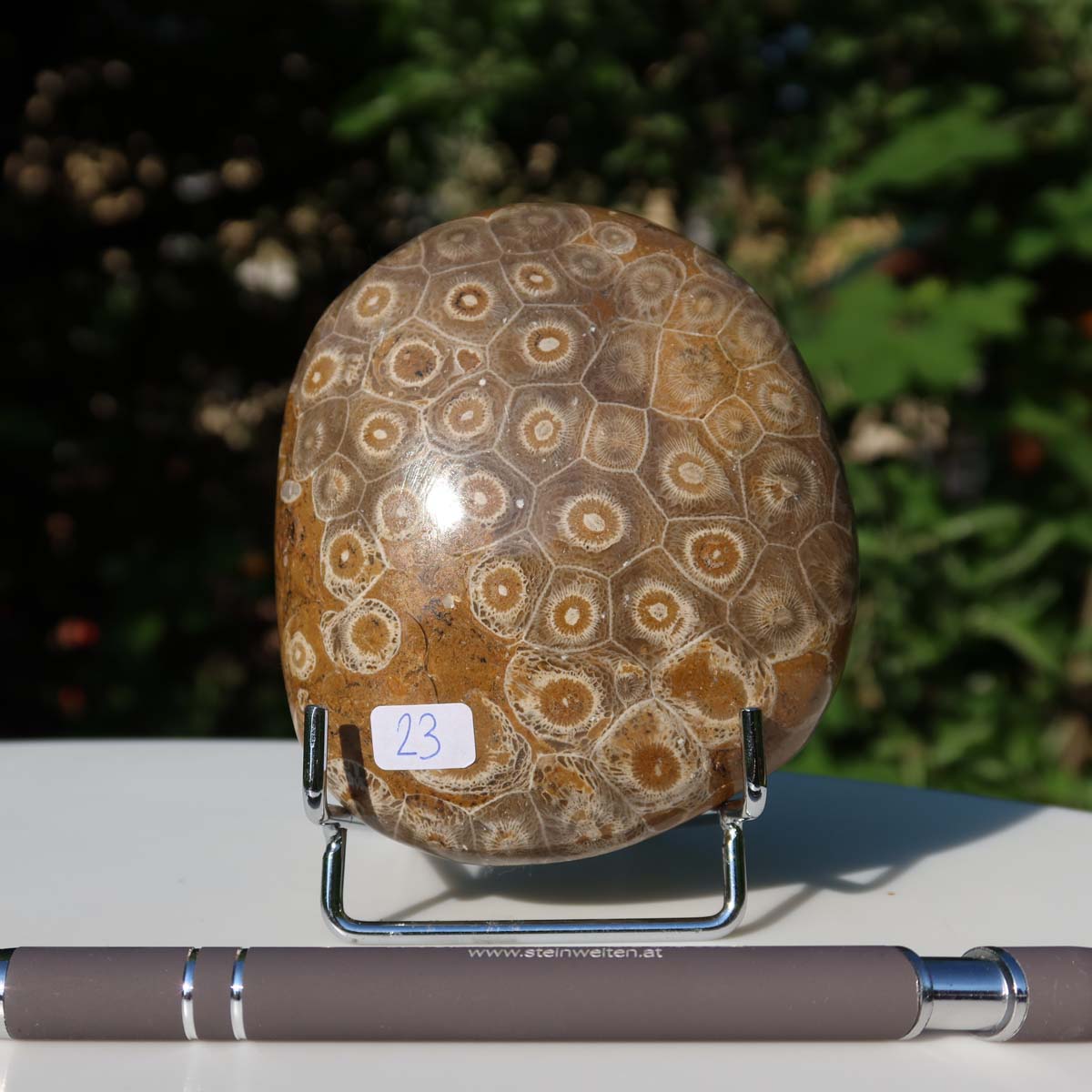 Petoskey Stone Versteinerte Koralle, einseitig poliert, 9x8x4 cm, Unikat Nr. 23 auf Ständer vor grünem Hintergrund aufgenommen.