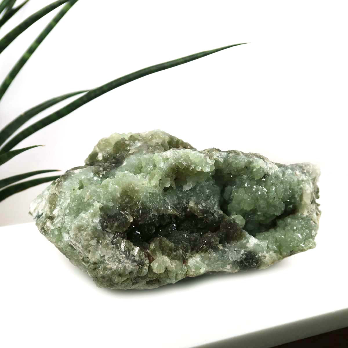 Prehnit grün natürliche Kristall Stufe Sammlerstück –20x7cm -Nr.48 auf weißem Hintergrund mit Pflanze