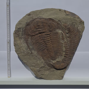 Echter Trilobit Fossil auf Matrix – Naturfund aus Marokko - handpräpariert - 34x38cm - Nr. 5