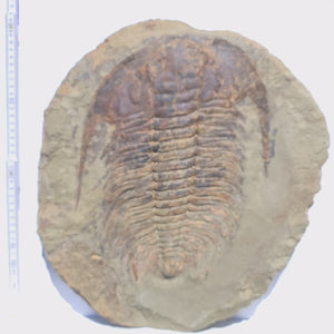 Echter Trilobit Fossil auf Matrix – Naturfund aus Marokko - handpräpariert - 40x37cm - Nr. 1