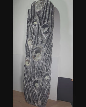 Orthocera und Ammoniten-XL-(freistehend)-168x49cm-280-320 Mill. Jahre -Nr. 1