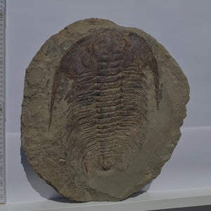 Echter Trilobit Fossil auf Matrix – Naturfund aus Marokko - handpräpariert - 40x37cm - Nr. 1