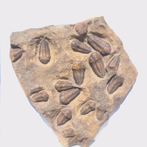 Echter Trilobit Fossil auf Matrix – Naturfund aus Marokko - handpräpariert - 25x31cm - Nr. 6