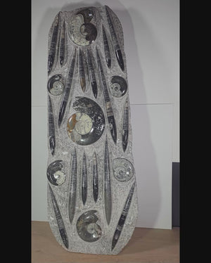 Orthocera und Ammoniten-XL-(freistehend)- 130 x 45cm-280-320 Mill. Jahre -Nr9