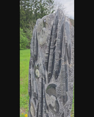 Orthocera und Ammoniten-XL-(freistehend)-168x49cm-280-320 Mill. Jahre -Nr. 1
