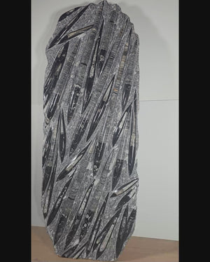 Orthocera und Ammoniten-XL-(freistehend)-128 x 50cm-280-320 Mill. Jahre -Nr.3