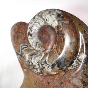 Skulptur aus Orthoceras & Ammoniten-Fossilien – 54x38cm 13,5kg - aus der Urzeit Nr.47 Detailaufnahme