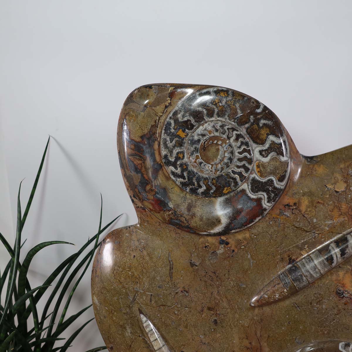 Skulptur aus Orthoceras & Ammoniten-Fossilien – 52x35cm 11,5kgaus der Urzeit Nr.44 mit natürlichen Fossilien.