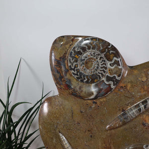 Skulptur aus Orthoceras & Ammoniten-Fossilien – 52x35cm 11,5kgaus der Urzeit Nr.44 mit faszinierenden Detailansichten.