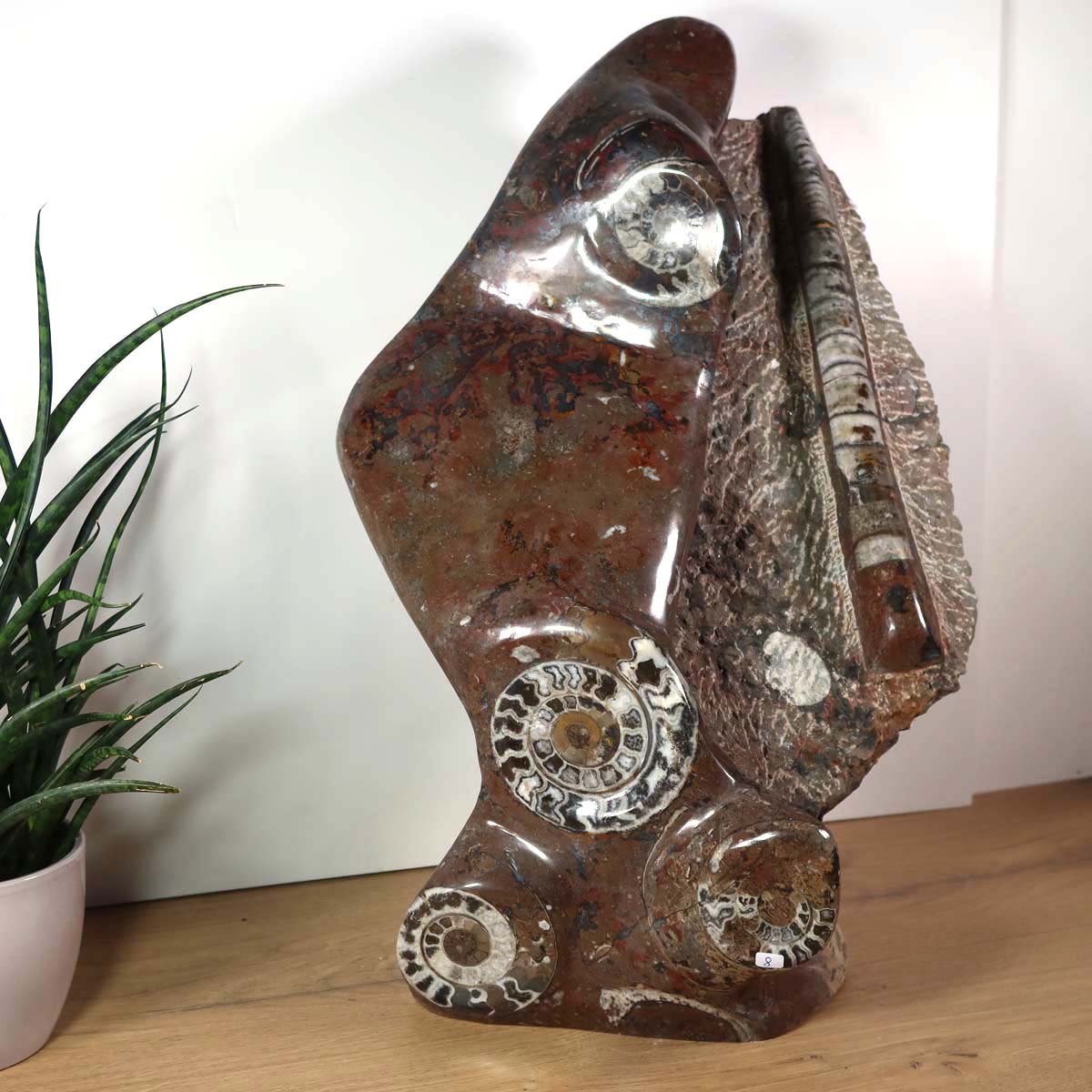 Skulptur aus Orthoceras & Ammoniten-Fossilien – 54x38cm 22kg aus der Urzeit Nr.42 auf Holzfläche mit Pflanze im Hintergrund.