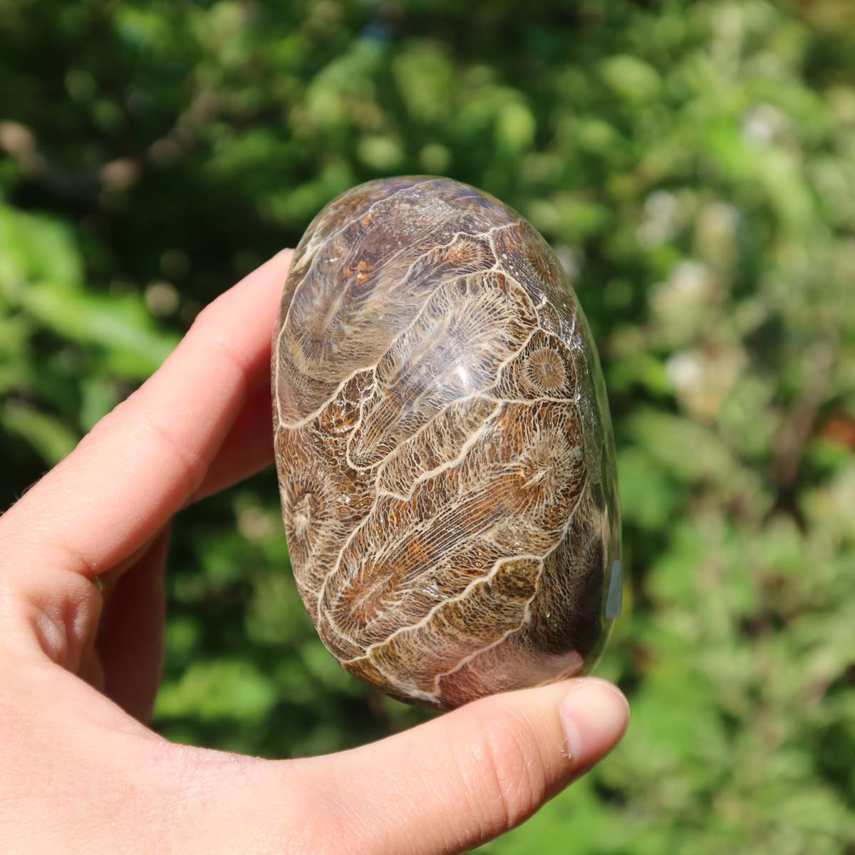 Polished Petoskey Stone (Versteinerte Koralle) held in hand, unique specimen number 15, size 8x5x4 cm, natural texture visible.