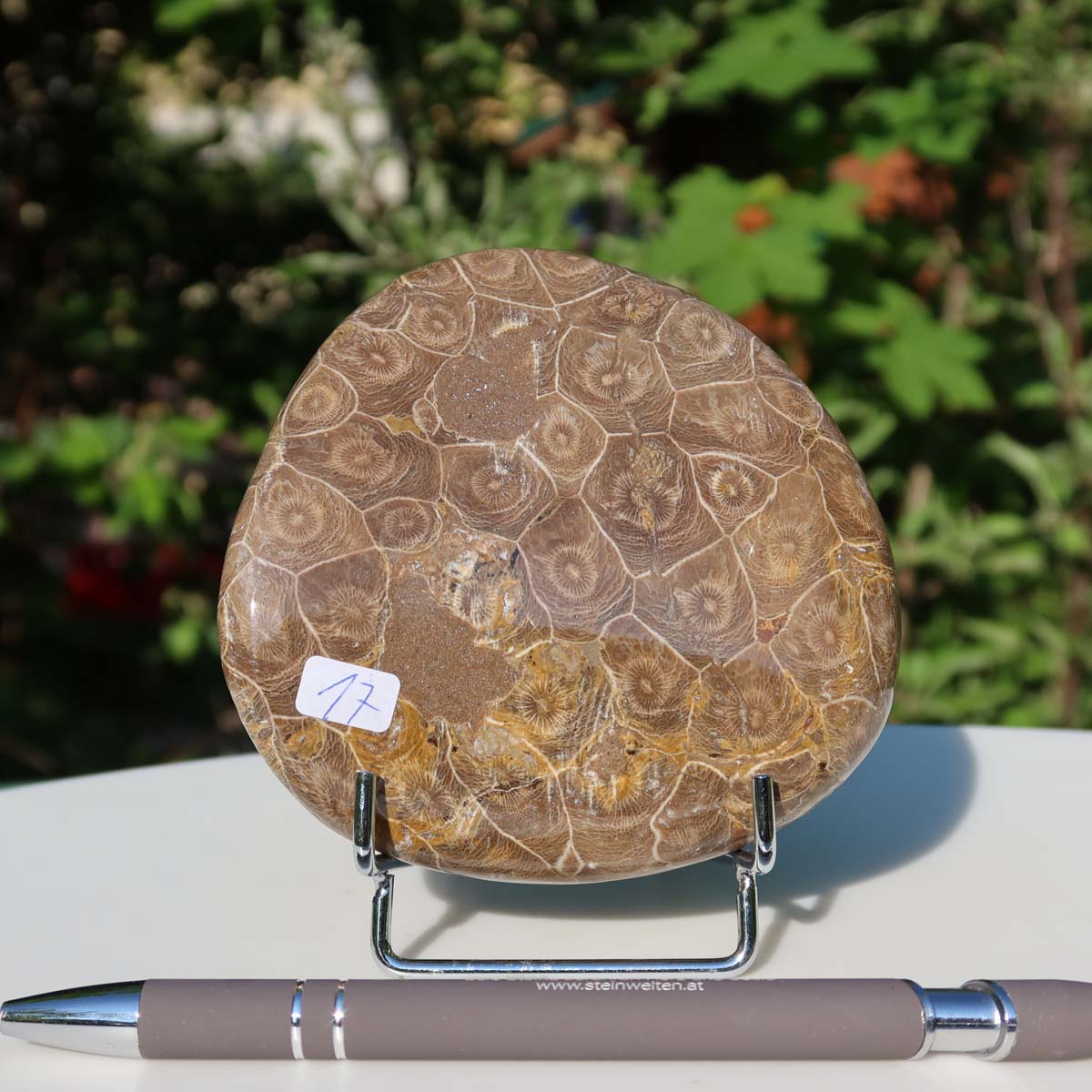 Petoskey Stone, 10x9x2 cm, polished on one side, unique piece No. 17, displayed on stand with nature background.