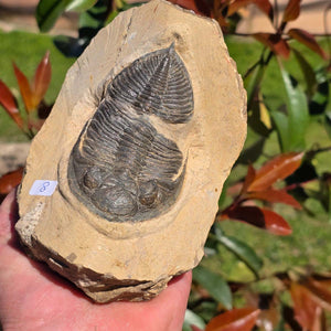 Echter Trilobit auf Muttergestein - Fossil aus Marokko – ca. 350 Mio. J., handpräpariert 14x10x6cm Nr. 8