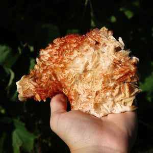 Vanadinit auf Baryt - Natürliche Kristallstufe aus Marokko 14x9x5cm - 0,6kg Nr.83 in der Hand