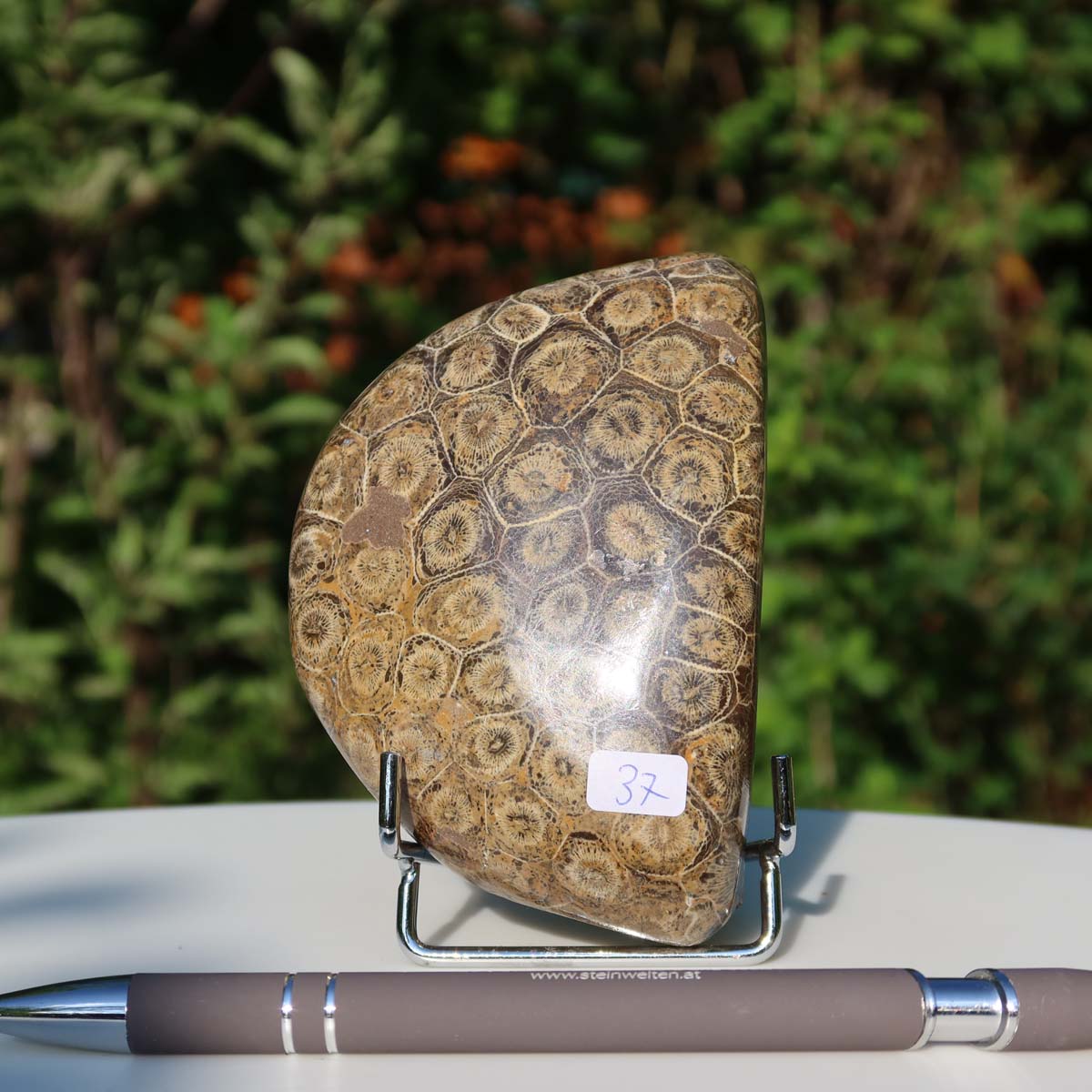 Petoskey Stone fossil coral, one-sided polished, 10x7x4 cm, unique piece 37 displayed outdoors.