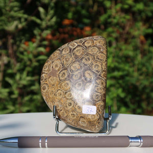 Petoskey Stone fossil coral, one-sided polished, 10x7x4 cm, unique piece 37 displayed outdoors.