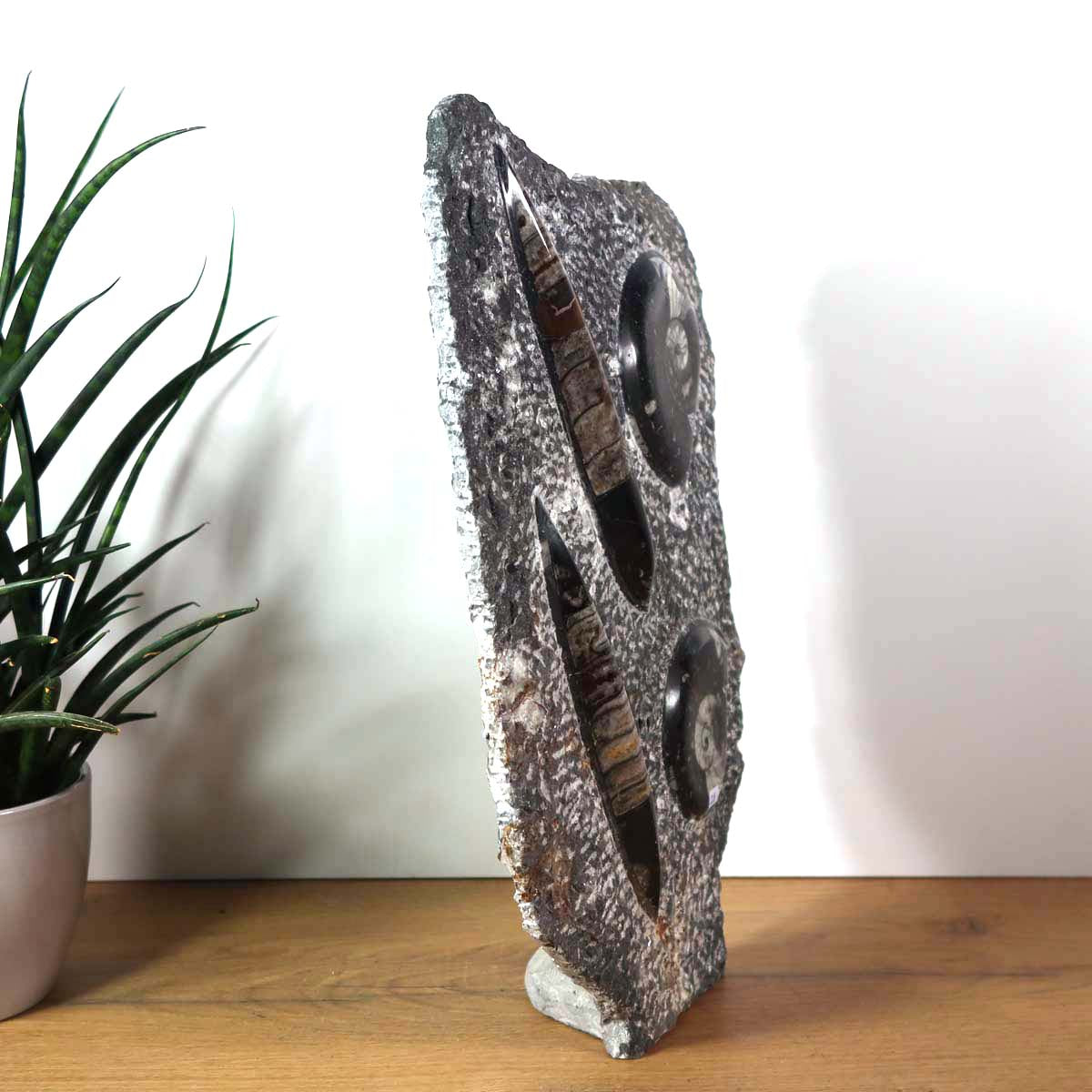 Ammonit - Versteinertes echtes Fossil mit Natursteinsockel, 40 x 25 cm - Nr. 27 auf einem Holztablett.