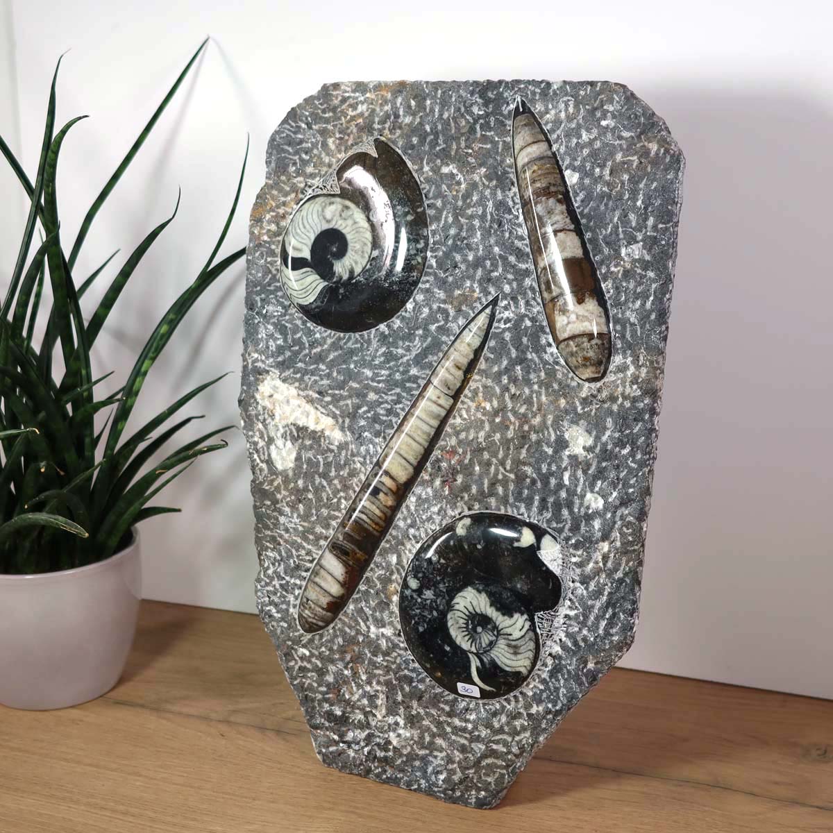 Ammonit - Versteinertes echtes Fossil mit Natursteinsockel, 40 x 26 cm - Nr. 2, zeigt einzigartige Fossilien auf grauem Naturstein.